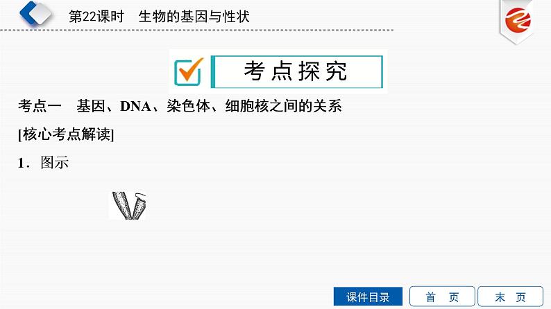 初中生物中考复习 第22单元　生物的基因与性状课件PPT07