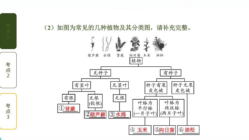 初中生物中考复习 第六单元 生物的多样性及其保护课件PPT05