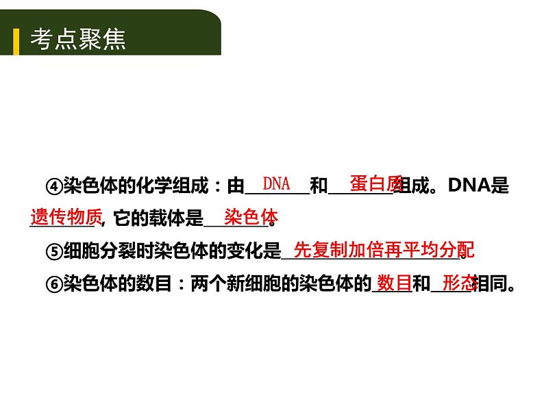 初中生物中考复习 二、（二）多细胞生物体的结构层次课件PPT第4页