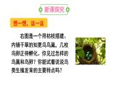 人教版八年级生物下册--7.1.4 鸟的生殖和发育（课件）