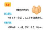 人教版八年级生物下册--7.1.4 鸟的生殖和发育（课件）