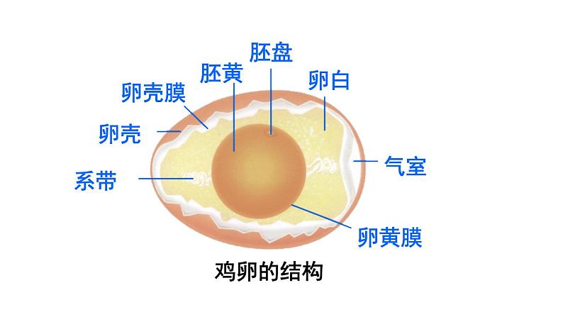 人教版八年级生物下册--7.1.4 鸟的生殖和发育（课件）第8页