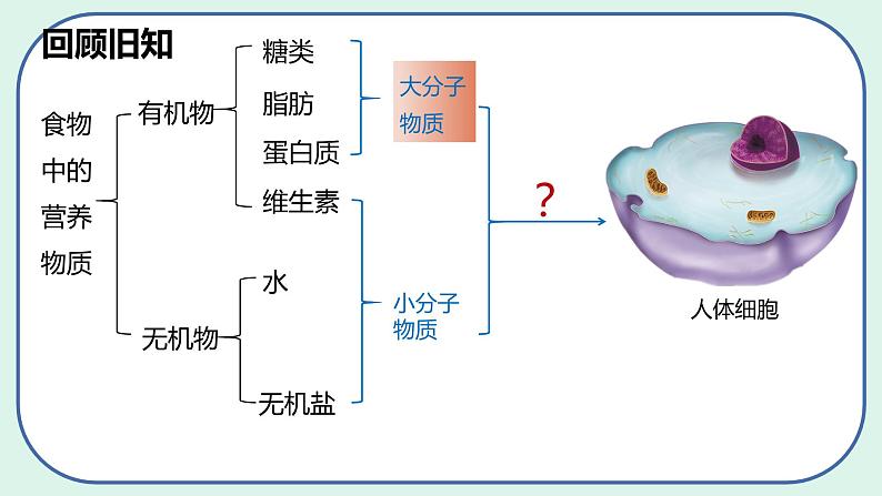 4.2.2 消化和吸收（第1课时）-初中生物七年级下册 课件+练习（人教版新课标）04