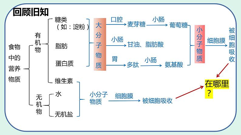 4.2.2 消化和吸收（第2课时）-初中生物七年级下册 课件+练习（人教版新课标）03