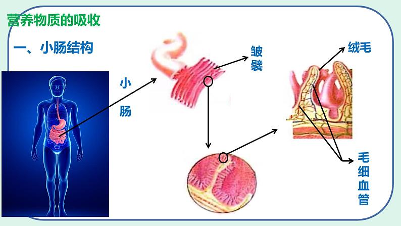 4.2.2 消化和吸收（第2课时）-初中生物七年级下册 课件+练习（人教版新课标）06
