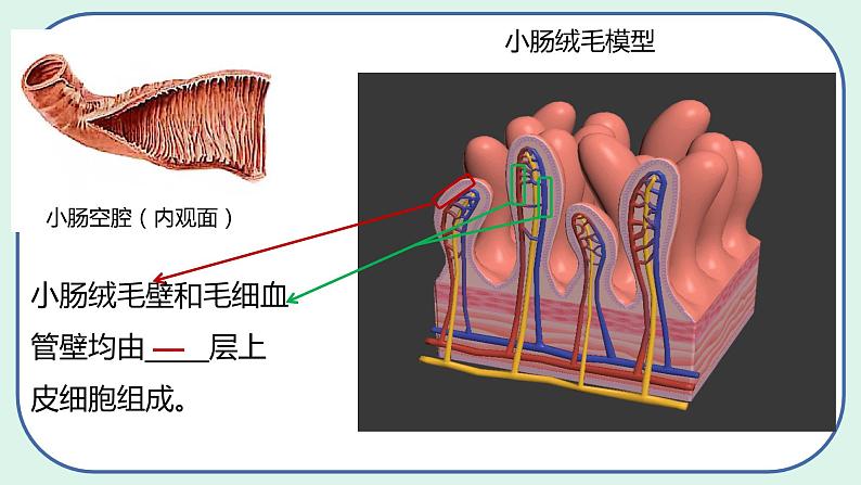 4.2.2 消化和吸收（第2课时）-初中生物七年级下册 课件+练习（人教版新课标）07