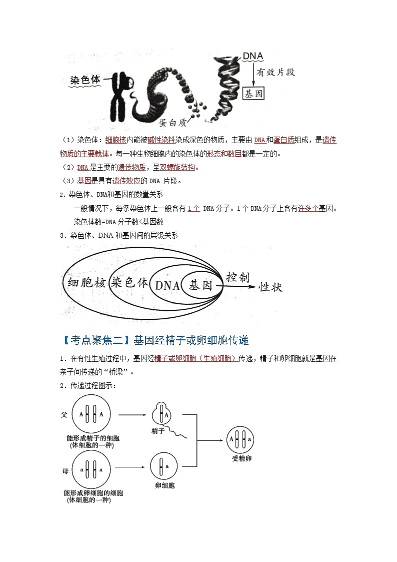 初中生物中考复习 考点02  生物的遗传与变异-【考点聚焦】2022年中考生物知识手册速查（人教版）02