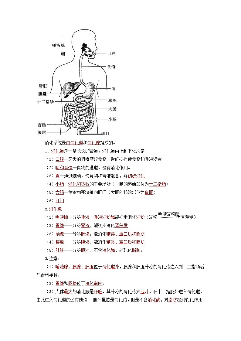 初中生物中考复习 考点02++人体的营养-【考点聚焦】2022年中考生物知识手册速查（人教版）03