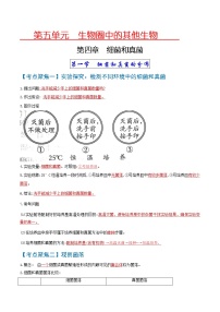 初中生物中考复习 考点04  细菌和真菌、病毒-【考点聚焦】2022年中考生物知识手册速查（人教版）