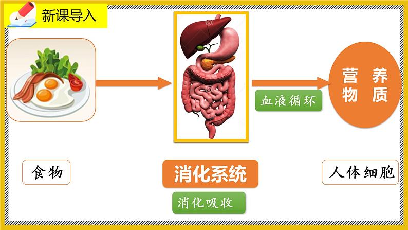 8.2.1 《食物的消化和营养物质的吸收》   课件第2页