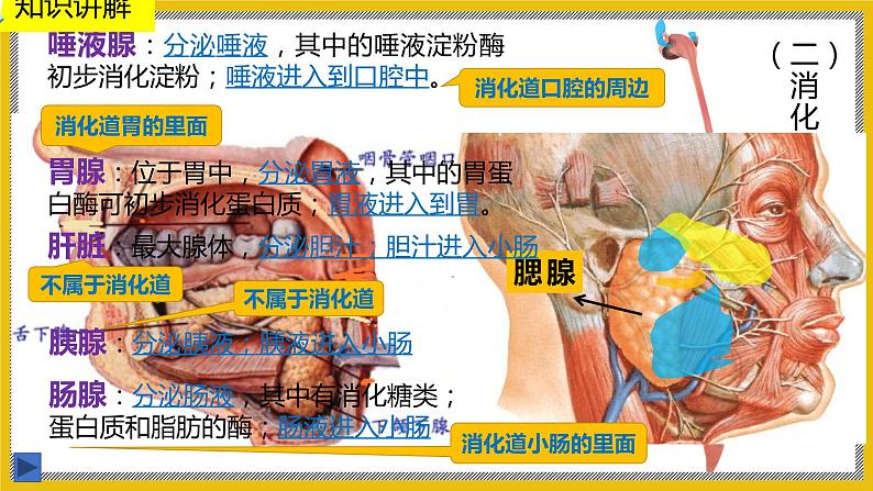 8.2.1《食物的消化和营养物质的吸收》课件PPT+教案+同步练习05
