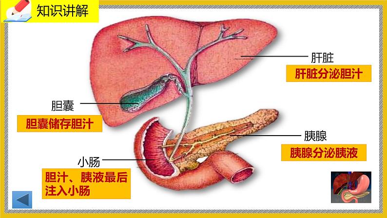 8.2.1《食物的消化和营养物质的吸收》课件PPT+教案+同步练习06