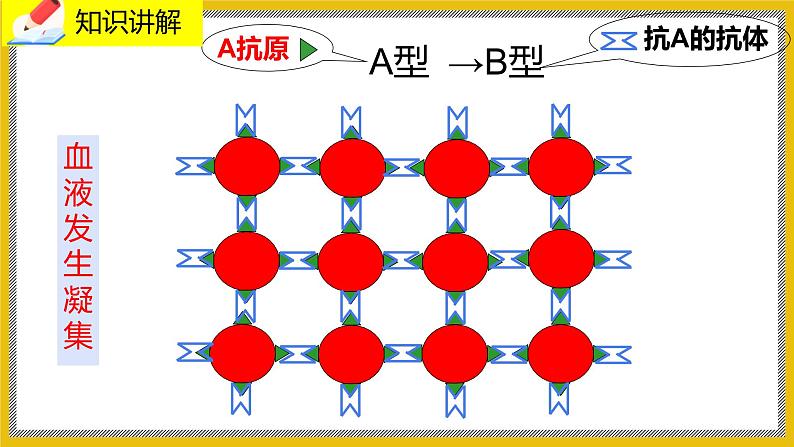 9.1.2《血液》课件PPT+教案+同步练习07