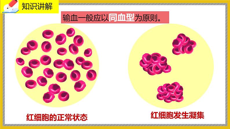 9.1.2《血液》课件PPT+教案+同步练习08