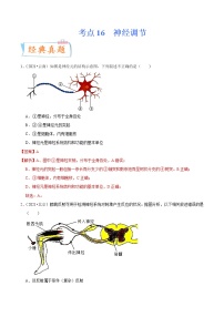 初中生物中考复习 考点16 神经调节-备战2022年中考生物一轮复习考点微专题