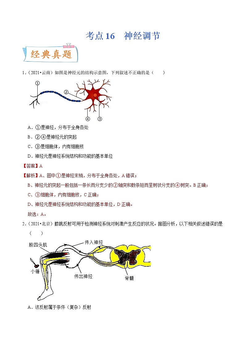 初中生物中考复习 考点16 神经调节-备战2022年中考生物一轮复习考点微专题第1页