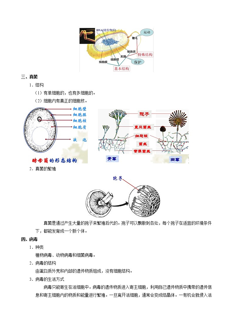 初中生物中考复习 考点35 细菌、真菌与病毒-备战2021年中考生物考点一遍过 试卷02