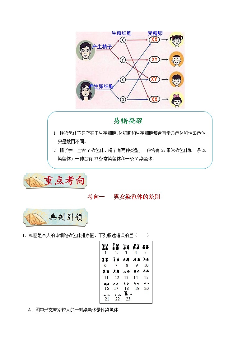 初中生物中考复习 考点42 人的性别遗传-备战2021年中考生物考点一遍过第2页