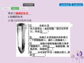 初中生物中考复习 课标通用中考生物总复习第二单元生物体的结构层次第六讲被子植物的一生课件