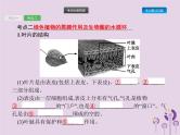 初中生物中考复习 课标通用中考生物总复习第二单元生物体的结构层次第七讲绿色植物与生物圈的水循环课件