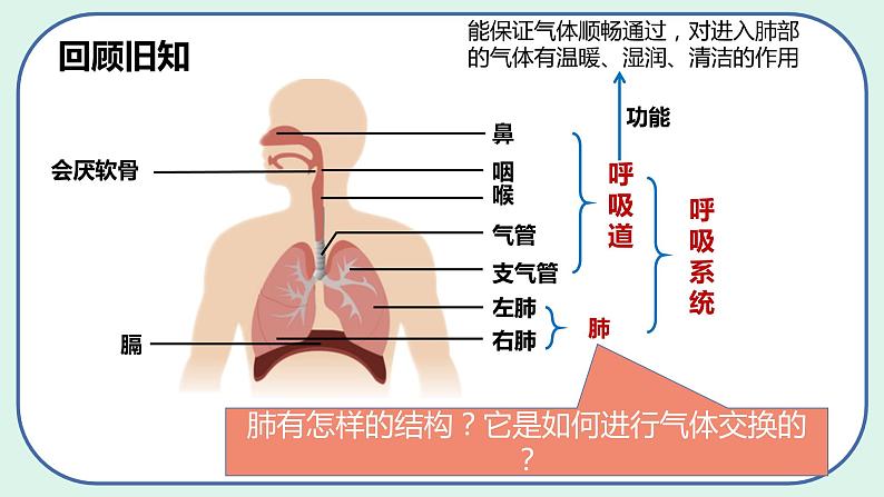 4.3.2 发生在肺内的气体交换（第1课时）-初中生物七年级下册 课件+练习（人教版新课标）03