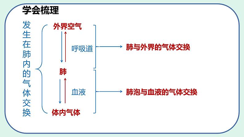 4.3.2 发生在肺内的气体交换（第1课时）-初中生物七年级下册 课件+练习（人教版新课标）07