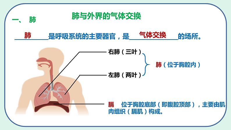 4.3.2 发生在肺内的气体交换（第1课时）-初中生物七年级下册 课件+练习（人教版新课标）08