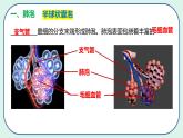 4.3.2 发生在肺内的气体交换（第2课时）-初中生物七年级下册 课件+练习（人教版新课标）