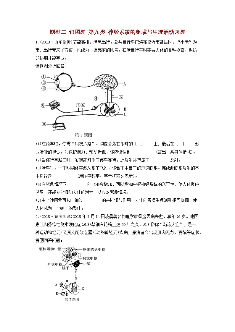 初中生物中考复习 中考生物总复习第二部分重点题型探究题型二识图题第九类神经系统的组成与生理活动习题01
