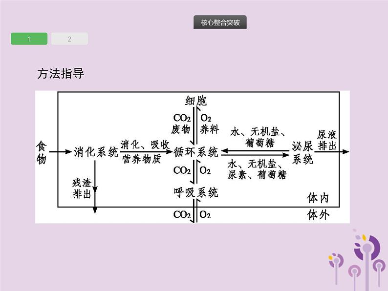 初中生物中考复习 课标通用中考生物总复习专题四生物圈中的人课件07