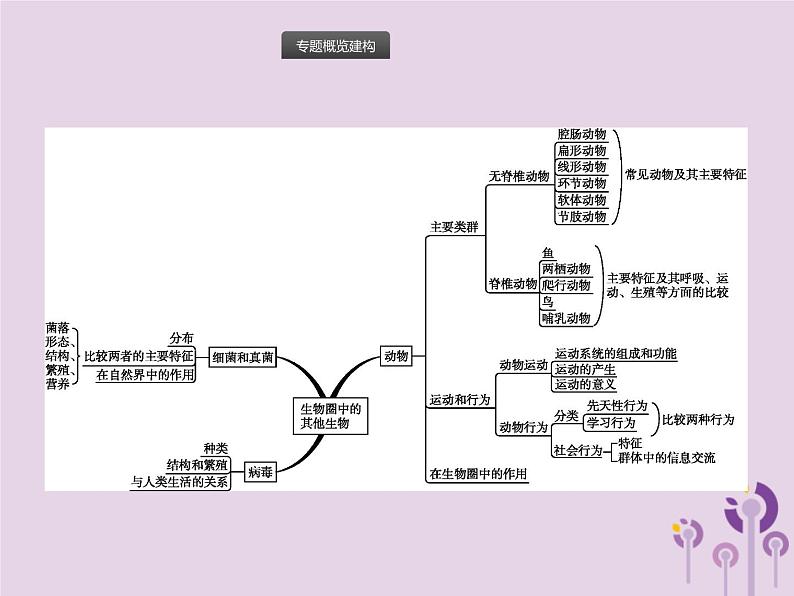 初中生物中考复习 课标通用中考生物总复习专题五生物圈中的其他生物课件第2页