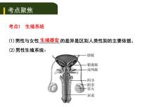 初中生物中考复习 七、（一）人的生殖和发育与青春期课件PPT