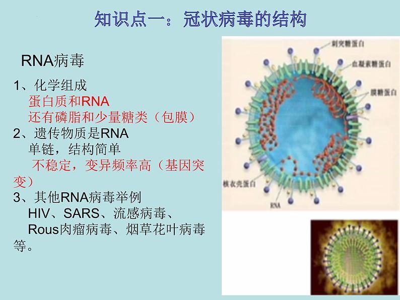 初中生物中考复习 热点03 新冠病毒-冲刺2022年中考生物重点难点热点突破精讲课件第2页