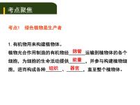 初中生物中考复习 四、（四）绿色植物对生物圈有重大作用课件PPT