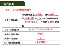 初中生物中考复习 四、（三）绿色植物的光合作用和呼吸作用课件PPT