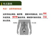 初中生物中考复习 五、（三）人体代谢废物的排出课件PPT