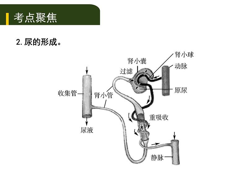 初中生物中考复习 五、（三）人体代谢废物的排出课件PPT07