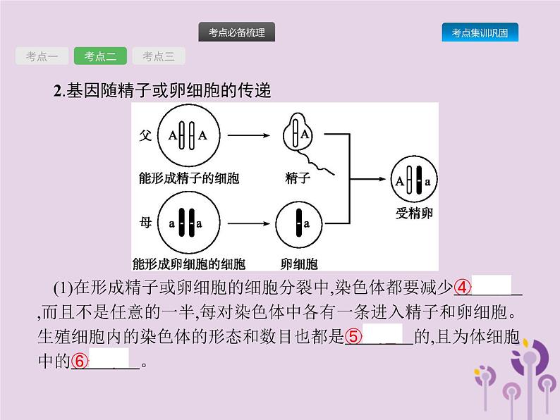 初中生物中考复习 课标通用中考生物总复习第七单元生物圈中生命的延续和发展第二十一讲生物的遗传和变异(一)课件07