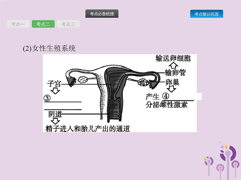 初中生物中考复习 课标通用中考生物总复习第四单元生物圈中的人第九讲人的由来课件第5页