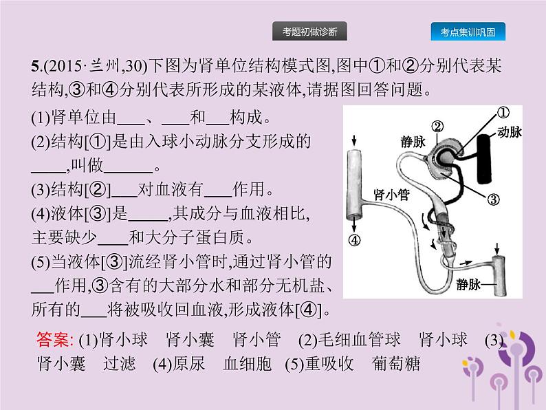 初中生物中考复习 课标通用中考生物总复习第四单元生物圈中的人第十三讲人体内废物的排出课件07