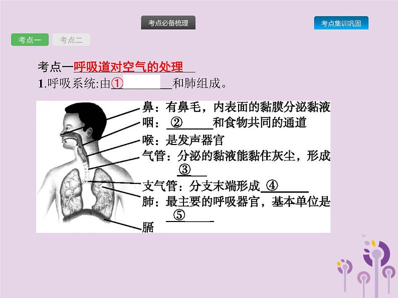 初中生物中考复习 课标通用中考生物总复习第四单元生物圈中的人第十一讲人体的呼吸课件第2页