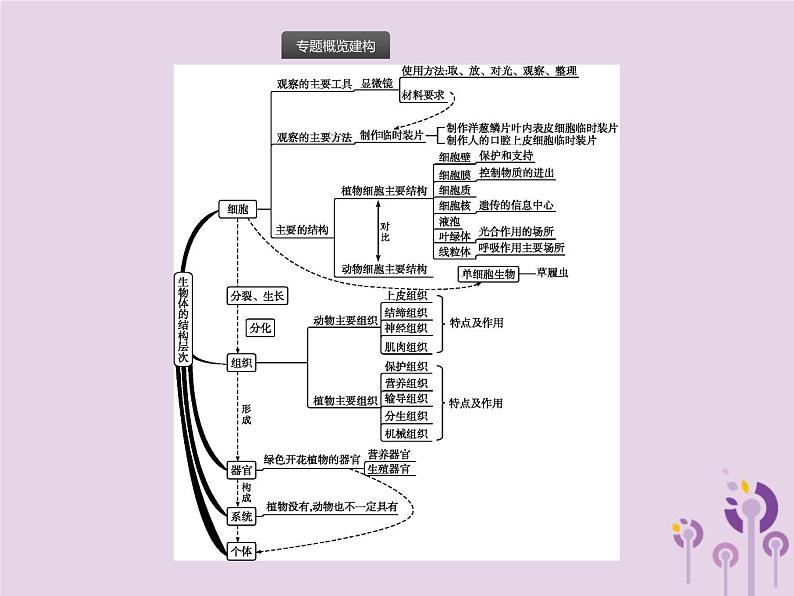 初中生物中考复习 课标通用中考生物总复习专题二生物体的结构层次课件02