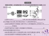 初中生物中考复习 课标通用中考生物总复习专题二生物体的结构层次课件