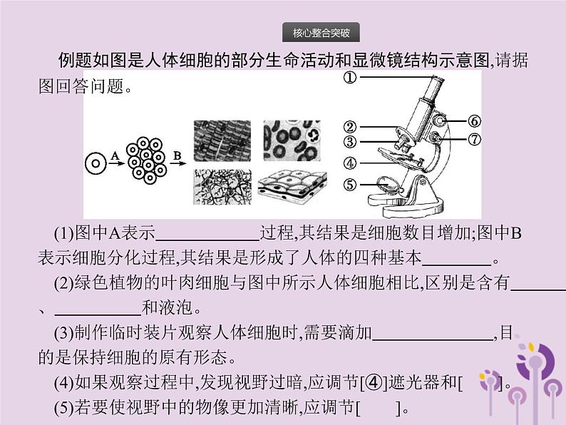 初中生物中考复习 课标通用中考生物总复习专题二生物体的结构层次课件04