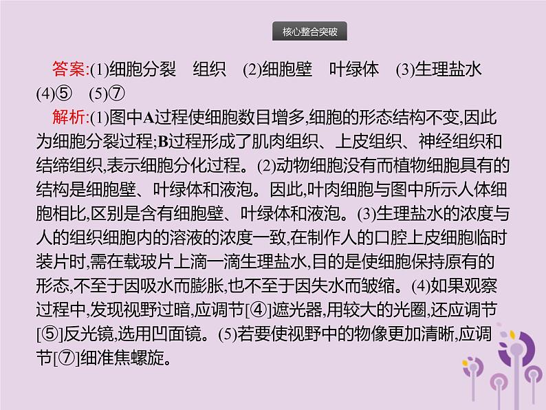 初中生物中考复习 课标通用中考生物总复习专题二生物体的结构层次课件05