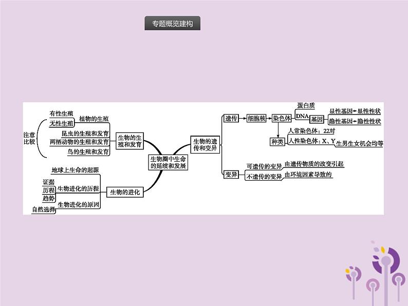 初中生物中考复习 课标通用中考生物总复习专题七生物圈中生命的延续和发展课件02