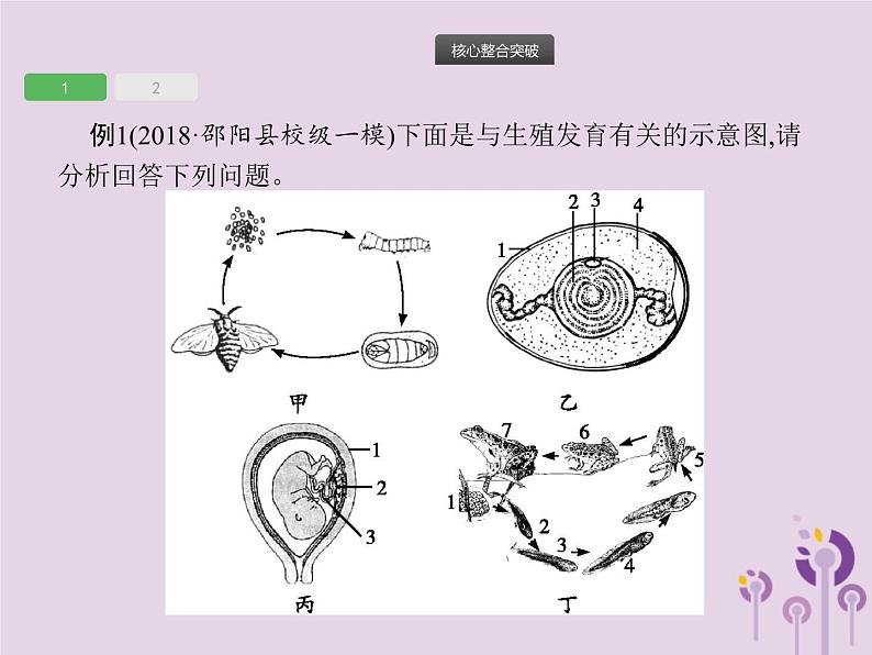 初中生物中考复习 课标通用中考生物总复习专题七生物圈中生命的延续和发展课件04