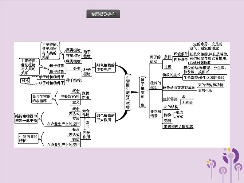 初中生物中考复习 课标通用中考生物总复习专题三生物圈中的绿色植物课件第2页