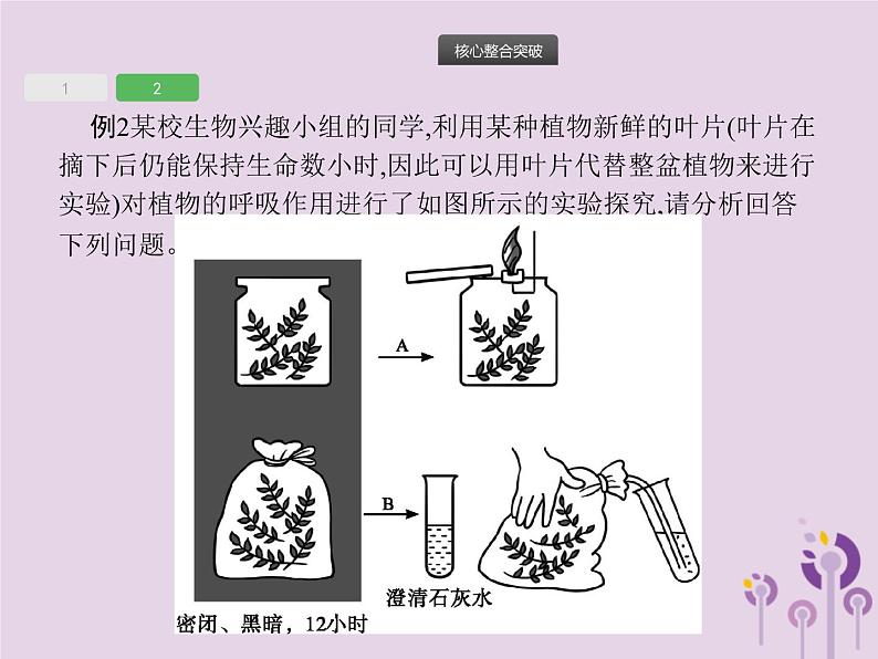 初中生物中考复习 课标通用中考生物总复习专题三生物圈中的绿色植物课件第8页