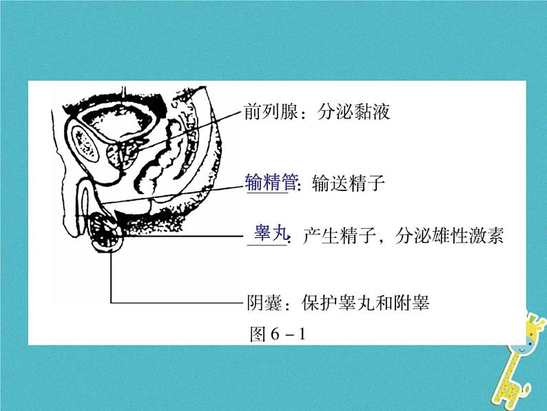 初中生物中考复习 中考生物会考总复习主题六生物的生殖发育和遗传课件新人教版第3页